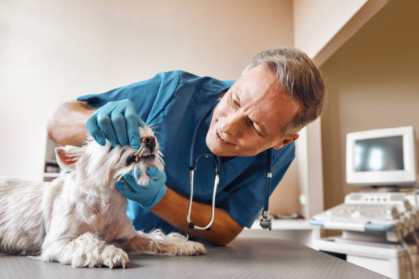Best Tooth Infection Emergency Dentist  in Fort Myers Shores, FL